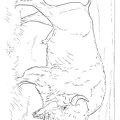 bison-coloring-pages-037.jpg