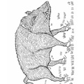 boar-coloring-pages-001.jpg