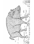 boar-coloring-pages-001