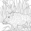 boar-coloring-pages-003