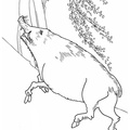 boar-coloring-pages-005