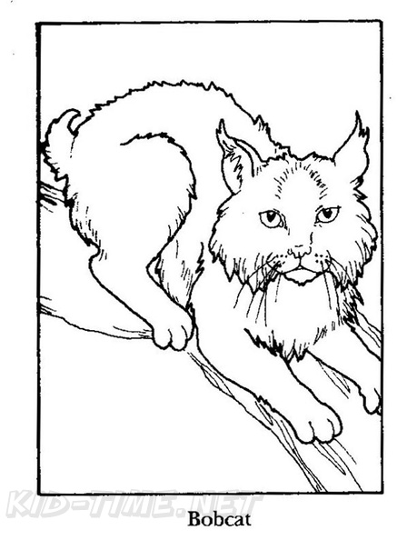 Bobcat_Coloring_Pages_02.jpg