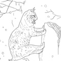 Bobcat Coloring Book Page