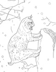 Bobcat Coloring Book Page