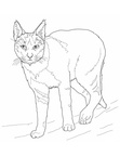 Bobcat Coloring Book Page