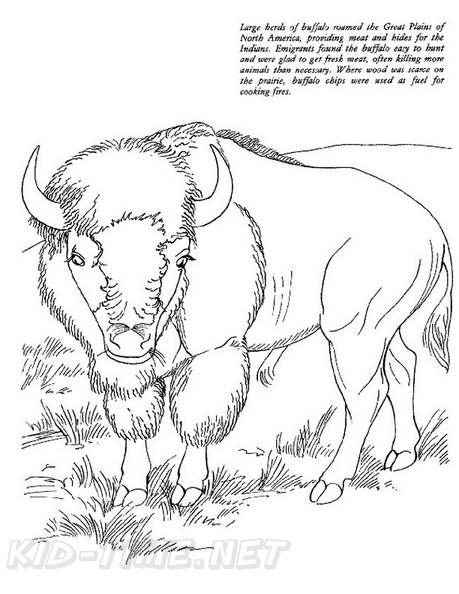 buffalo-coloring-pages-013.jpg