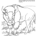 buffalo-coloring-pages-013.jpg