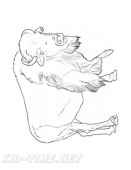 buffalo-coloring-pages-015.jpg