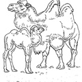 camel-coloring-pages-002.jpg