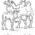 camel-coloring-pages-035.jpg