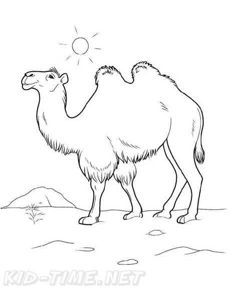 camel-coloring-pages-036.jpg