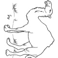camel-coloring-pages-040.jpg