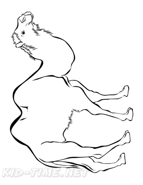 camel-coloring-pages-045.jpg