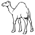 camel-coloring-pages-069.jpg