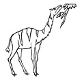 camel-coloring-pages-075.jpg