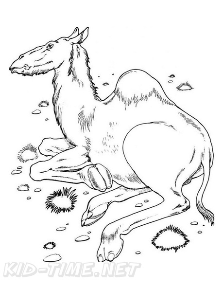 camel-coloring-pages-077.jpg