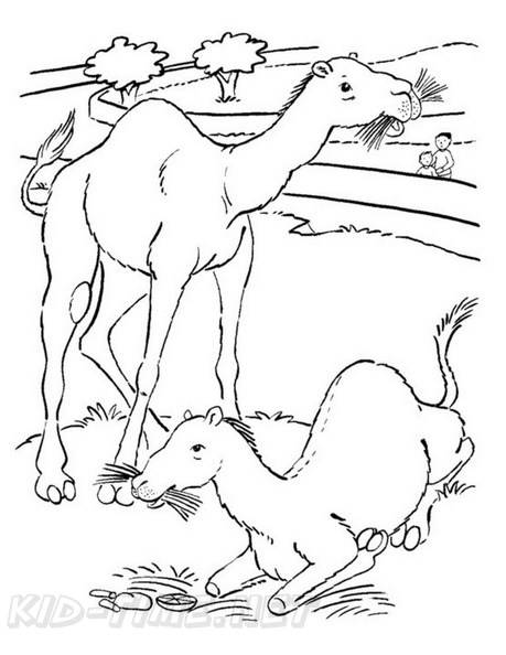 camel-coloring-pages-216.jpg