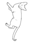 Abyssinian Cat Breed Coloring Book Page