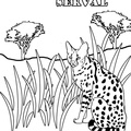 African_Serval_Cat_Coloring_Pages_003.jpg