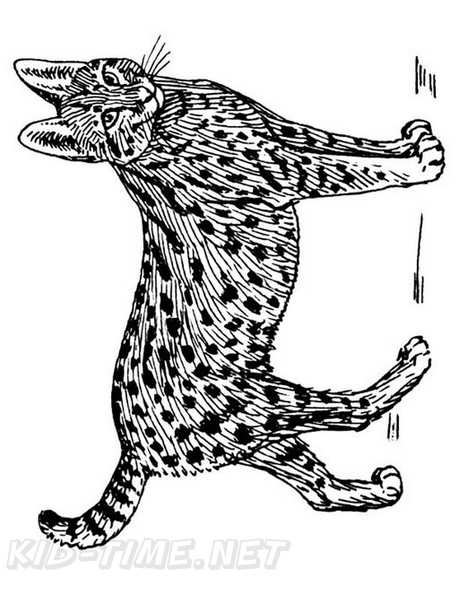 African_Serval_Cat_Coloring_Pages_006.jpg