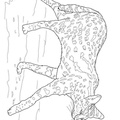 African_Serval_Cat_Coloring_Pages_008.jpg