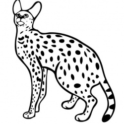 Serval