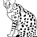African_Serval_Cat_Coloring_Pages_012.jpg
