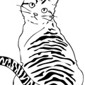 American_Wirehair_Cat_Coloring_Pages_001.jpg