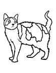 American Wirehair Cat Breed Coloring Book Page