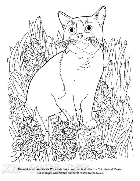 American_Wirehair_Cat_Coloring_Pages_004.jpg