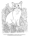 American Wirehair Cat Breed Coloring Book Page