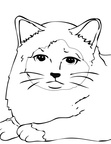 Birman Cat Breed Coloring Book Page