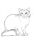 Birman Cat Breed Coloring Book Page