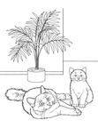 Birman Cat Breed Coloring Book Page