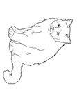 Birman Cat Breed Coloring Book Page