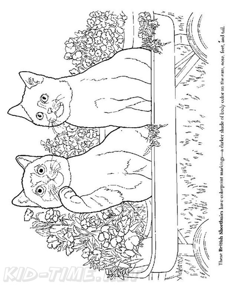 British_Shorthair_Cat_Coloring_Pages_006.jpg