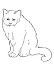 Burmese Cat Breed Coloring Book Page