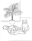 Burmese Cat Breed Coloring Book Page