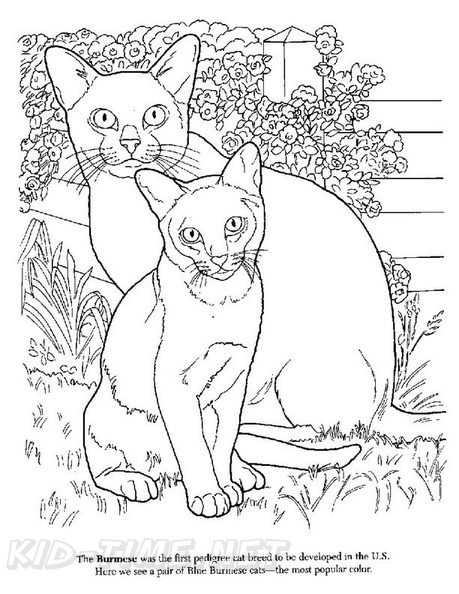 Burmese_Cat_Coloring_Pages_004.jpg