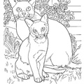 Burmese Cat Breed Coloring Book Page