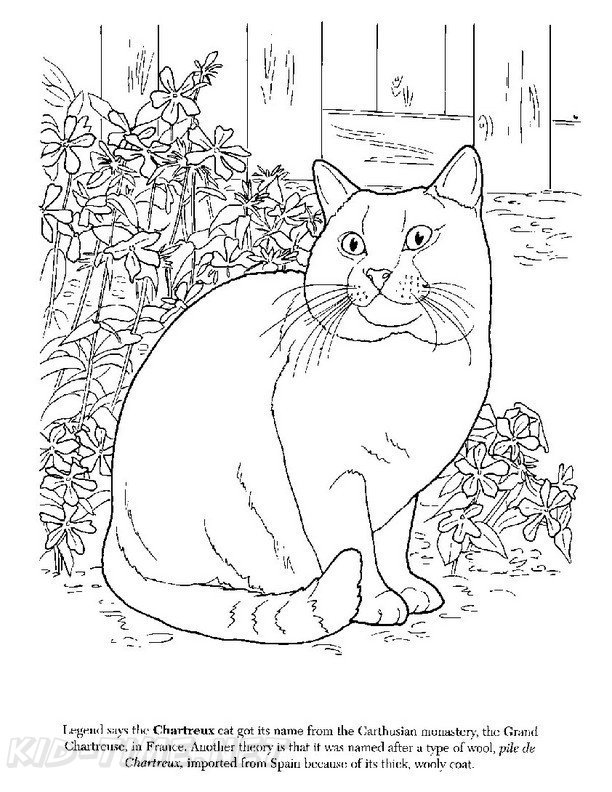 Chartreux Cat Breed Coloring Book Page