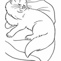 Chinchilla Persians Cat Breed Coloring Book Page