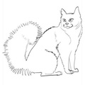 Colorpoint_Shorthair_Cat_Coloring_Pages_002.jpg
