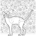 Cornish_Rex_Cat_Coloring_Pages_001.jpg