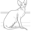 Cornish_Rex_Cat_Coloring_Pages_006.jpg