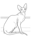 Cornish Rex Cat Coloring Book Page