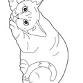 Devon Rex Cats Coloring Book Page