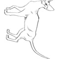 Donskoy_Cat_Coloring_Pages_001.jpg