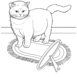 Exotic Shorthair