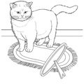 Exotic_Shorthair_Cat_Coloring_Pages_001.jpg